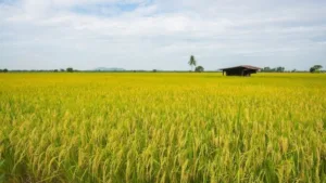 Ketahanan Pangan Pusat Pertumbuhan Ekonomi KTT ASEAN 2023